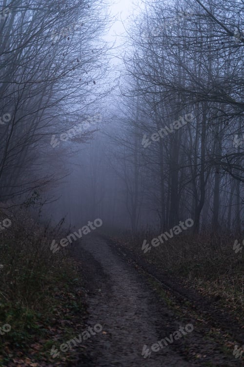 Preview: Dirt path winding through the dark misty forest with an eerie atmosphere. Melibokus, Germany.