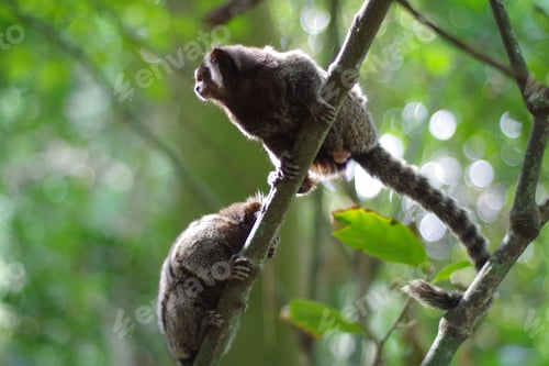 Preview: Close-up image of a group of white-tufted marmosets perched on a tree branch in lush forest setting