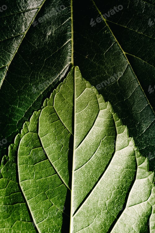 Vista previa: Macro of the underside or abaxial face and beam of mulberry leaves, green background