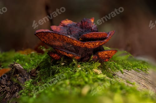 Preview: Vibrant orange fungus on mossy wood in forest