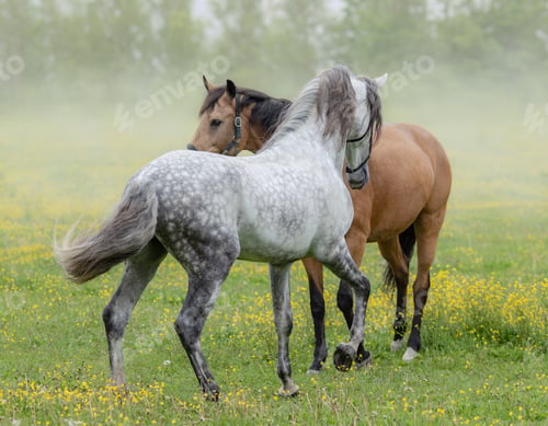 Preview: Spanish stallion and mare on summer pasture.
