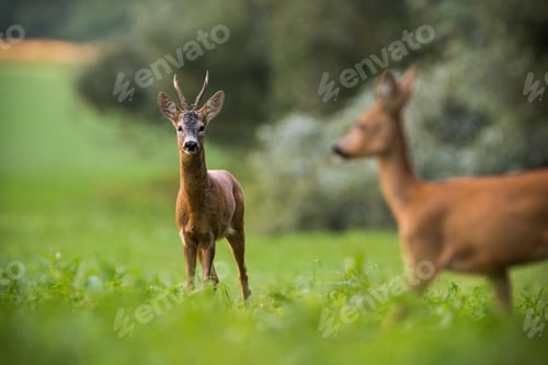 Preview: Two roe deer standing on grassland in summertime nature
