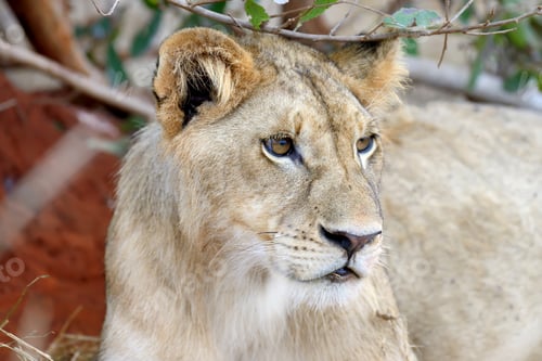 Preview: Lion in National park of Kenya
