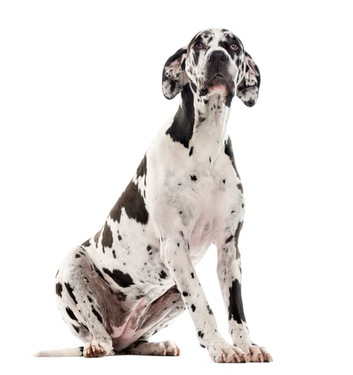 Preview: Great Dane sitting and looking up, isolated on white