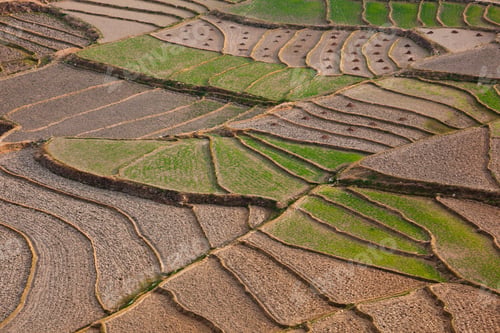 Preview: Cultivated terraced fields, Paro Valley, Bhutan