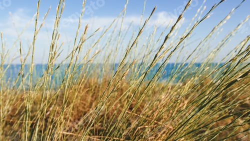 Preview: Blade plants on the beach near the ocean