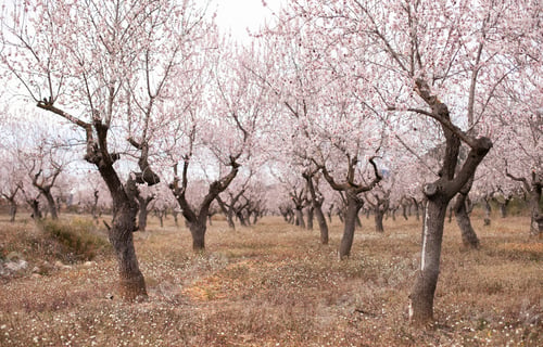 Preview: lane of almond trees orchard with pastel pink blossoms in spring