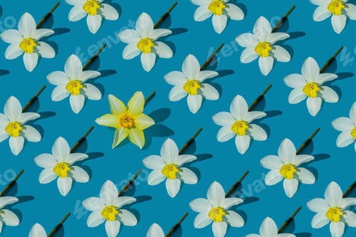 Preview: Flowers yellow narcissus background. White and yellow daffodil. Floral concept.