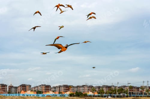 Preview: bird, parrot, Scarlet, Macaw, flying