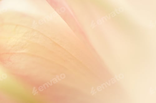 Preview: Sweet Color Lotus Petals In Soft Color And Blur Style For Background