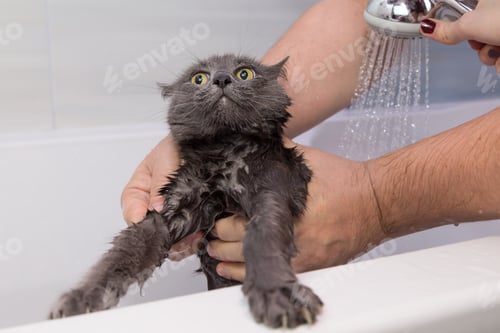 Preview: Bathing a gray cat at home