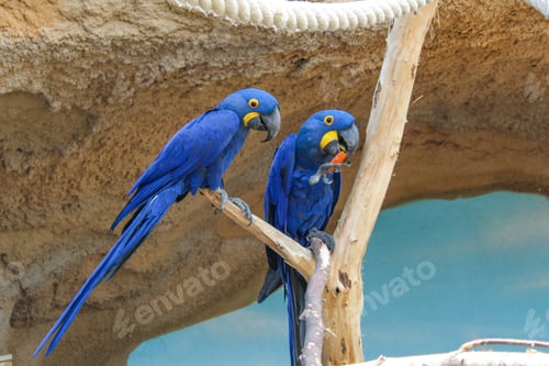 Preview: bird, parrot, Scarlet, Macaw