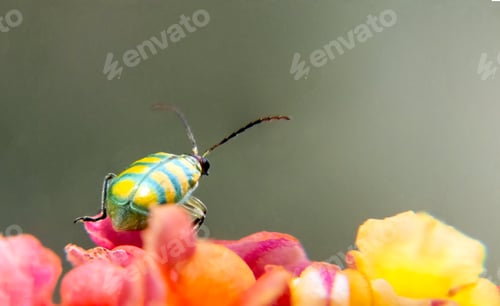 Preview: Diabrotica balteata, metallic green plant protective beetle