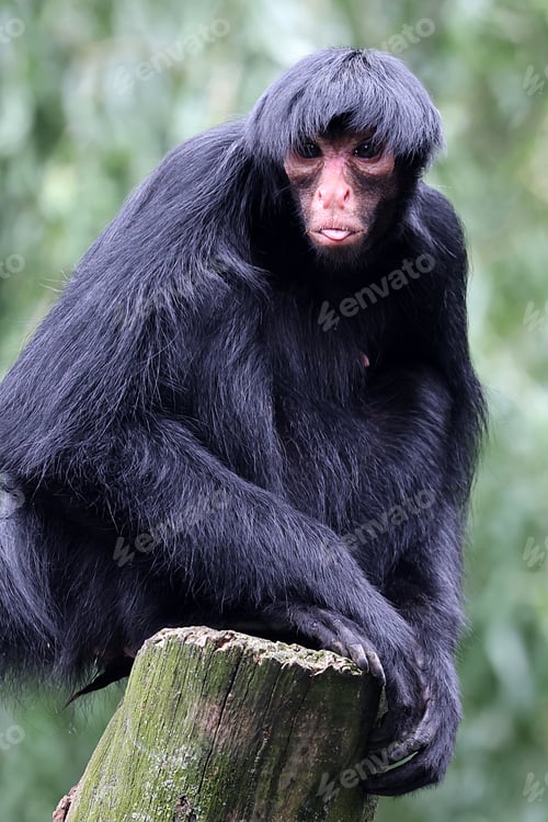 Preview: red-faced spider monkey (Ateles paniscus) in the jungle