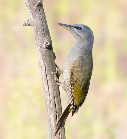 Preview: Grey-headed woodpecker, Picus canus. A young female sits on a dry branch