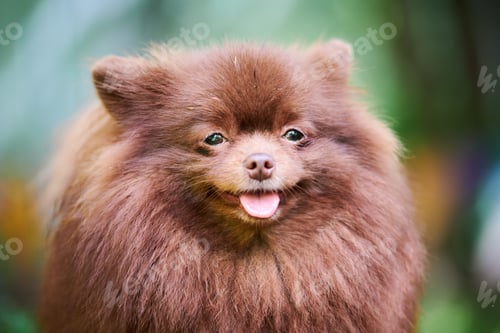 Preview: Pomeranian Spitz dog in garden, close up face portrait