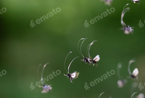 Preview: small bugs flying in green forest