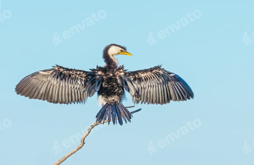 Preview: Little Pied Cormorant