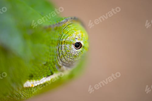 Preview: A close up of a chameleon's eye, Chamaeleonidae.