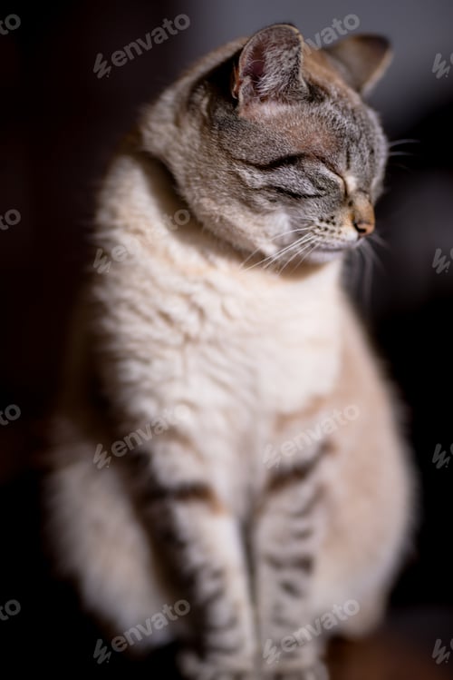 Preview: photography of pets and domestic animals