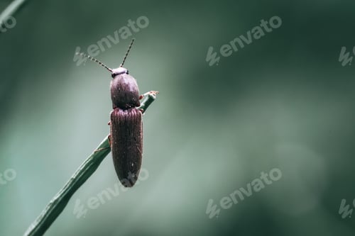 Preview: Soft focus of a click beetle on a twig against a blury background