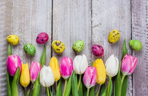 Preview: Colorful tulips, quail eggs on a shabby wooden background for Easter. Spring Holiday Concept