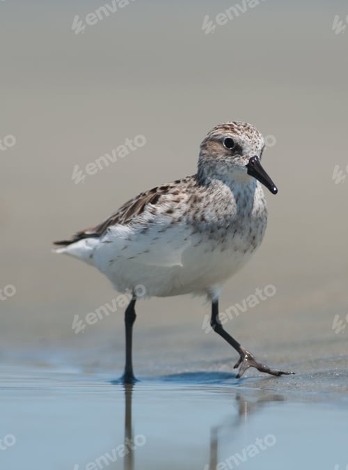Preview: Close Up of Shore bird, Sanderling in water