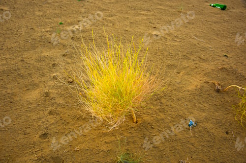 Preview: Thar desert, Jaisalmer, Rajasthan, India.