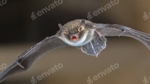 Preview: Natterers bat in flight