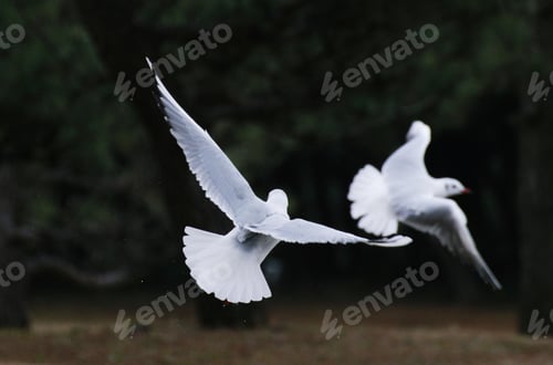 Preview: Two seagulls flying in a park