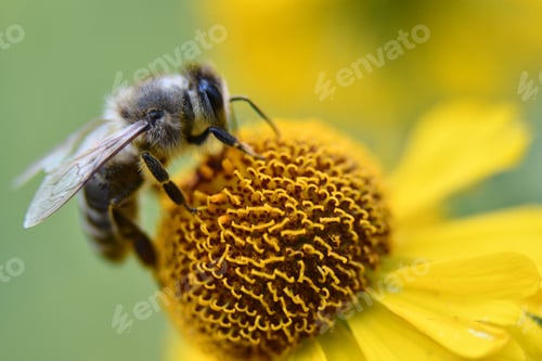 Preview: Image depicts a colony of adult honey bees harvesting nectar from a blooming flower