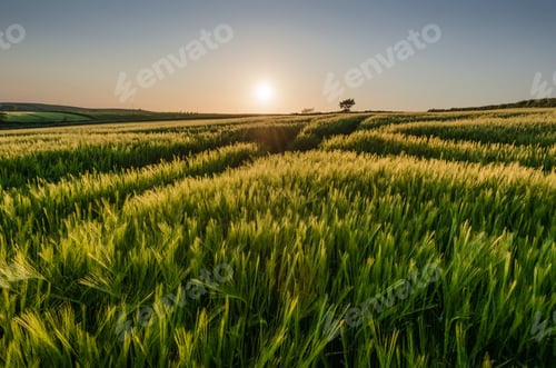 Preview: Rural landscape with view across fields of crops near Slapton, Devon at sunset.