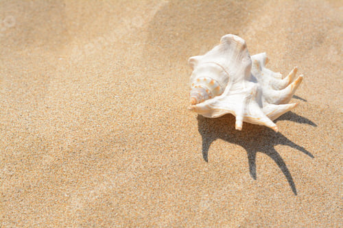 Preview: Sandy beach with beautiful seashell on sunny day, space for text