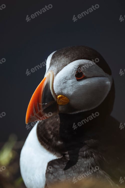 Preview: Atlantic Puffin close up