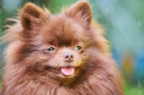 Preview: Pomeranian Spitz dog in garden, close up face portrait