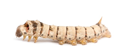 Preview: Silkworm larvae, Bombyx mori, against white background
