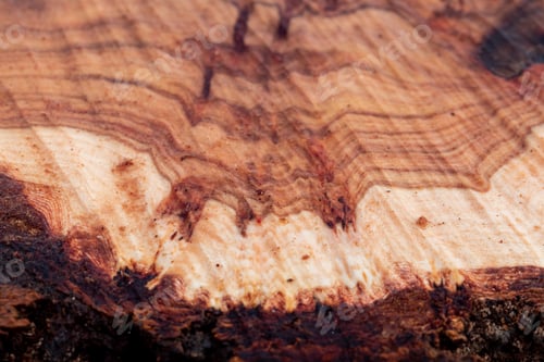 Preview: Texture of tree stump for background. Cut tree trunk texture. Wood texture