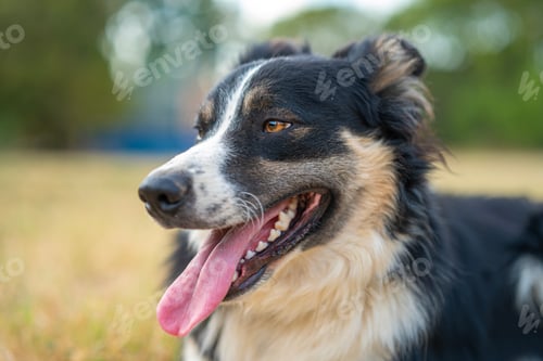 Preview: Beautiful border collie puppy lying on the field after playing with another dog
