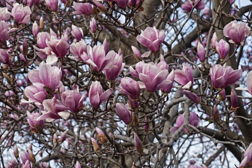 Preview: Saucer Magnolia (Magnolia X Soulangeana). Hybrid Between Magnolia Denudata And Magnolia Liliiflora