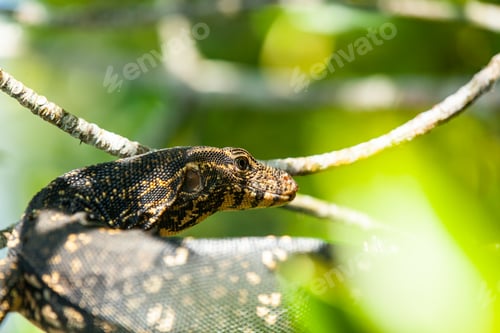 Preview: Varanus on a tree