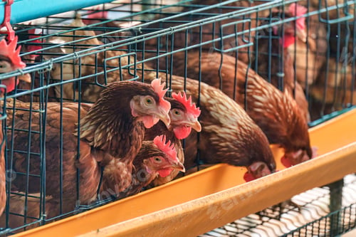 Preview: Chicken poultry farming for meat and eggs production in coop