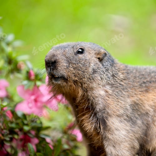 Preview: Alpine Marmot - Marmota marmota