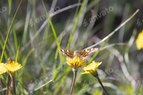 Preview: Selective focus shot of a painted lady butterfly on a yellow flower