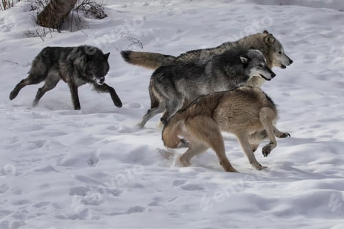 Preview: wolf, pack, togetherness, group, wilderness