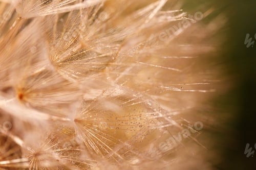 Preview: Dandelion with Water Drops Filtered