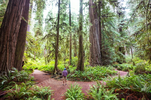 Preview: Redwoods