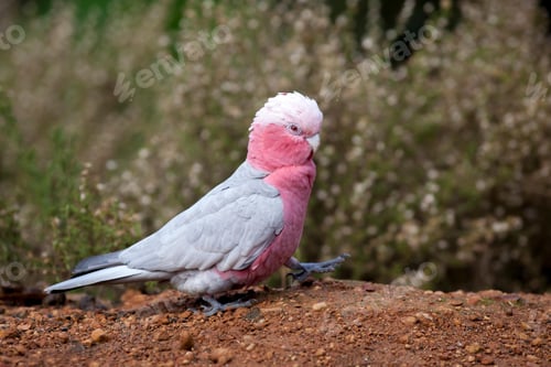 Preview: bird, cockatoo galah, parrot, pet