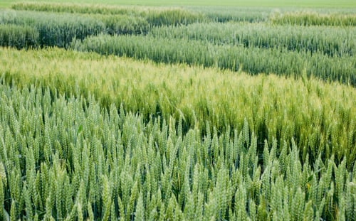 Preview: sectors of plot grain crops, new varieties winter wheat close up