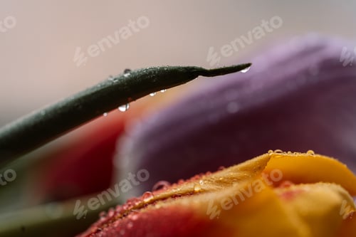 Preview: Background of a colored bouquet of tulips in water drops close-up