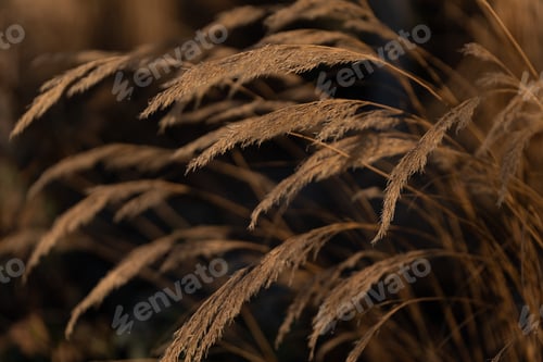 Preview: Close-up of yellowed grass